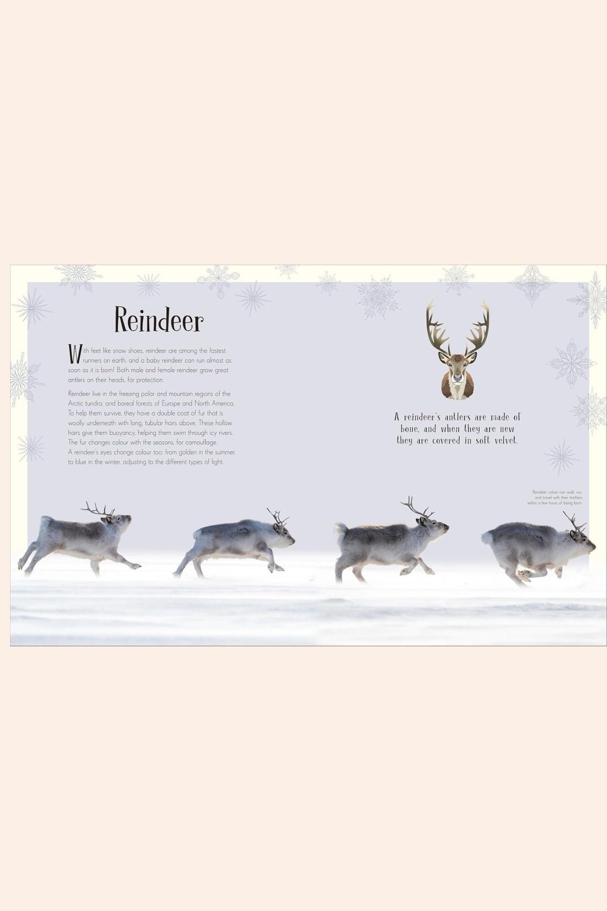 An Anthology of Christmas - Strawberries & Cream - Ingrid Lewis - Designer 
Educational poster about reindeer with illustrations and text.